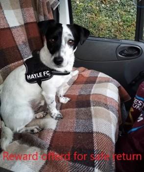 Black & White Jack Russell Terrier Cross Male Went missing on a walk between Gwinear & Angarrack