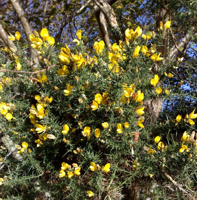 Kissing still in season?